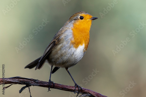Single adult Robin (Erithacus rubecula) perched on a branch against a uniform and unfocused green background