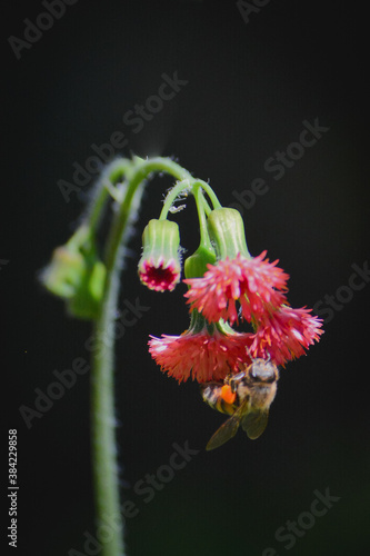 red and yellow flower