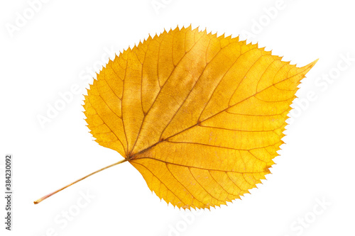 Fotótapéta Closeup yellow leaf of poplar or cottonwood tree isolated at white background