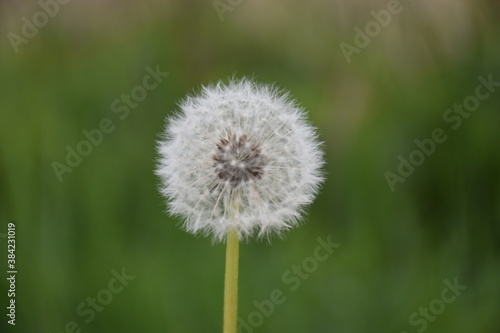 dandelion on blurred background