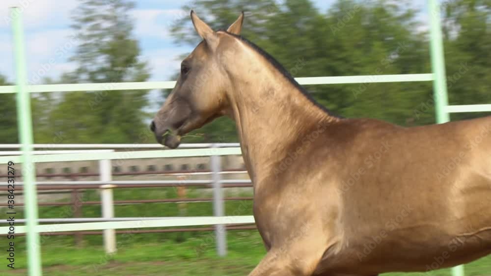 Portrait of a young golden coat horse in movement, slow-motion Portrait of a young golden coat horse in movement, slow-motion