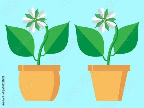 Vector illustration of a Stellaria flower. Isolated on a stylish colored background. It can be used as a birthday or other holiday greeting card, as a decorative element on a website or banner.