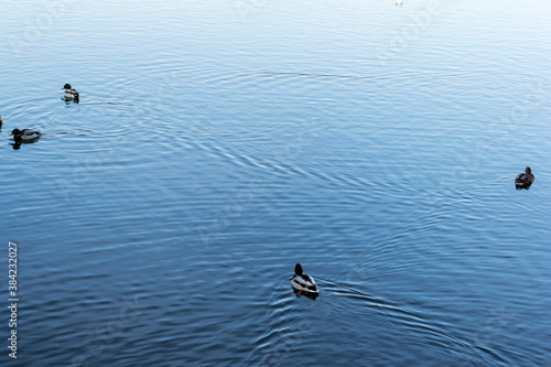 Wild ducks swimming in the Herastrau lake, Bucharest, Romania.