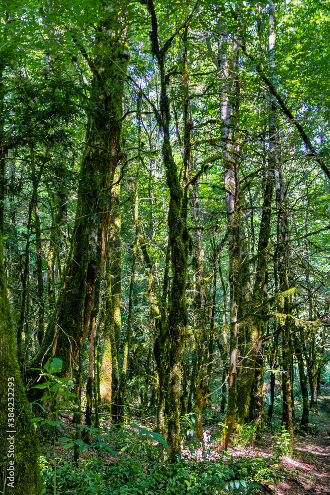 Fototapeta premium Tropical forest landscape. South of Russia
