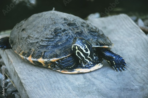 turtle on a wooden board
