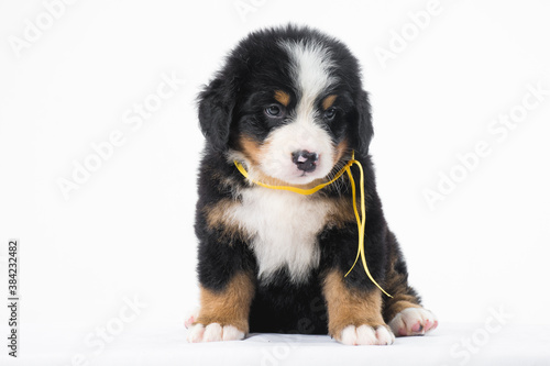 bernese mountain dog