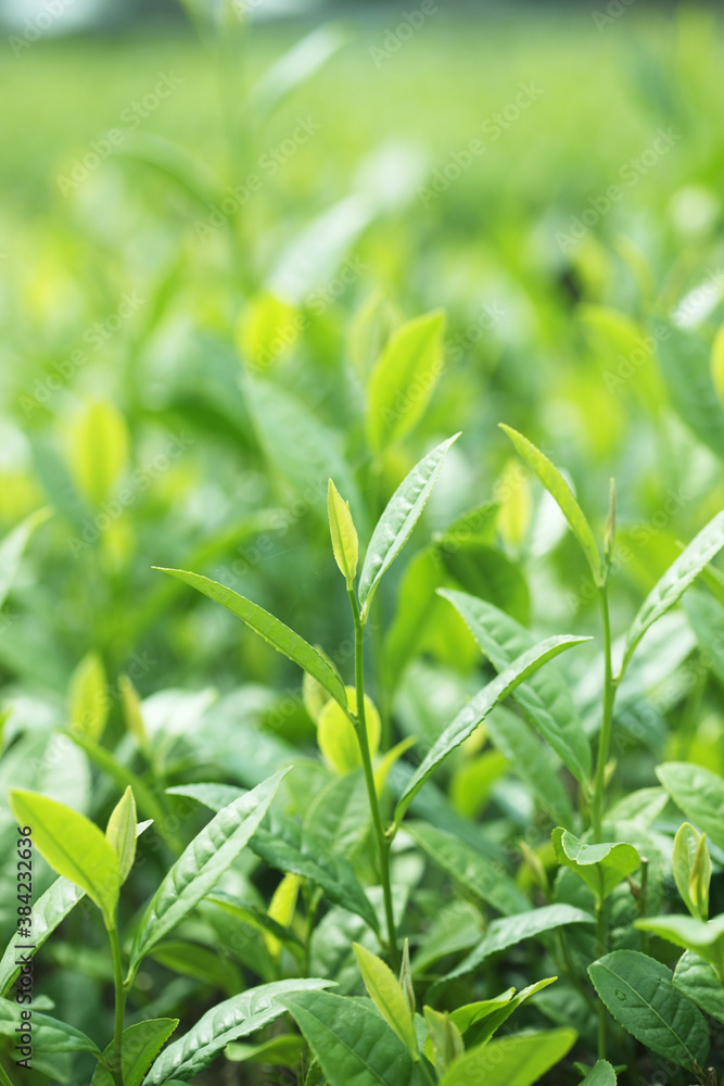 茶葉 茶葉