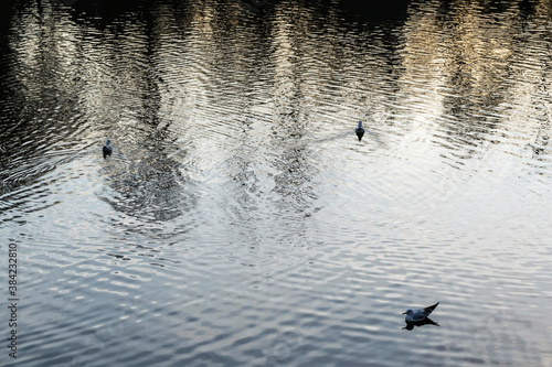 Gulls swimming in the Herastrau lake, Bucharest, Romania.