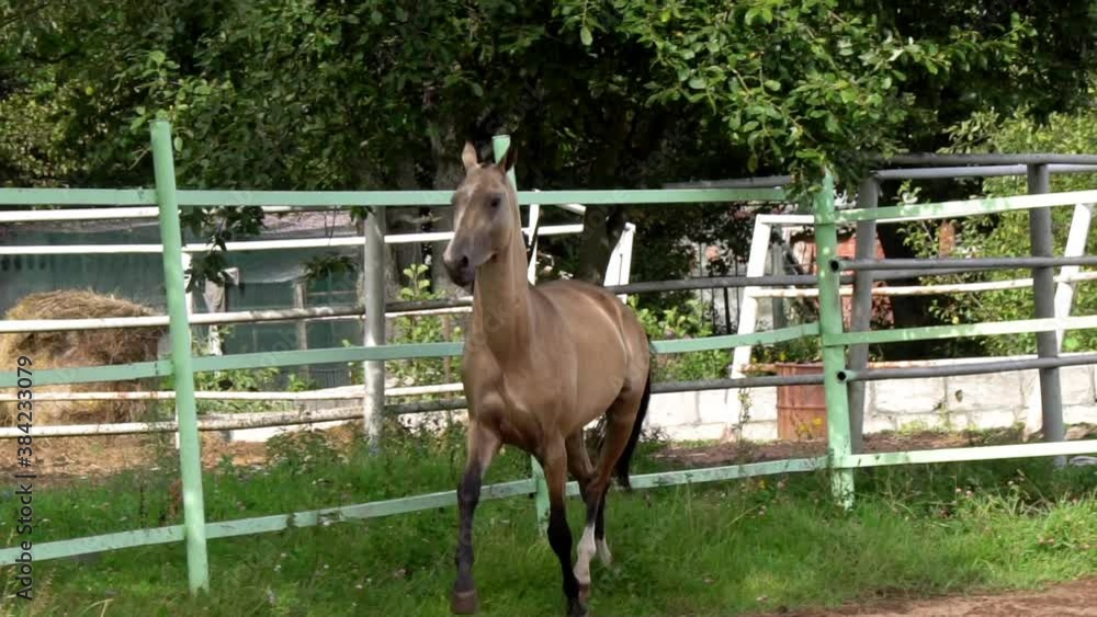 Akhal-teke trotting in slow-motion in paddock Akhal-teke trotting in slow-motion in paddock