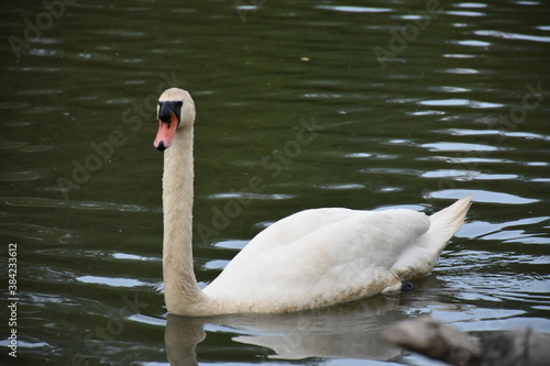 the swan is looking forward