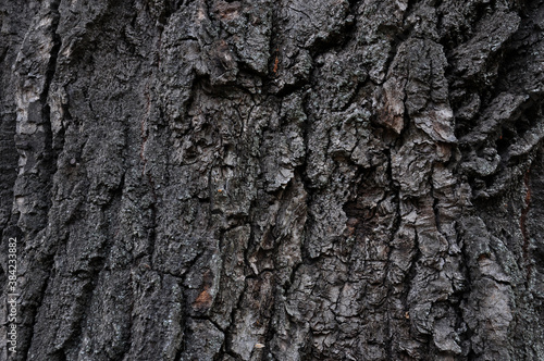 ancient elm bark
