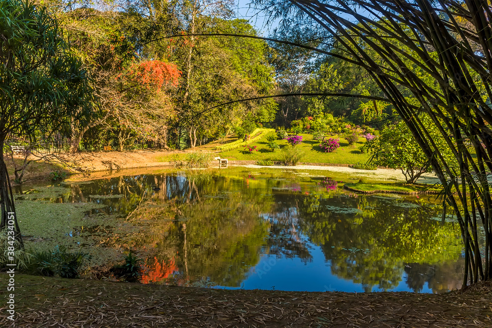 A lake with a mirror surface in the Botanical gardens at Peradeniya, Kandy, Sri Lanka, Asia