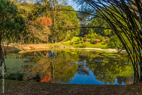 A lake with a mirror surface in the Botanical gardens at Peradeniya  Kandy  Sri Lanka  Asia