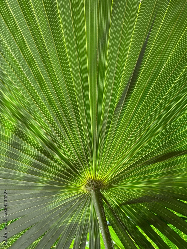 Obraz premium Palm tree leaves