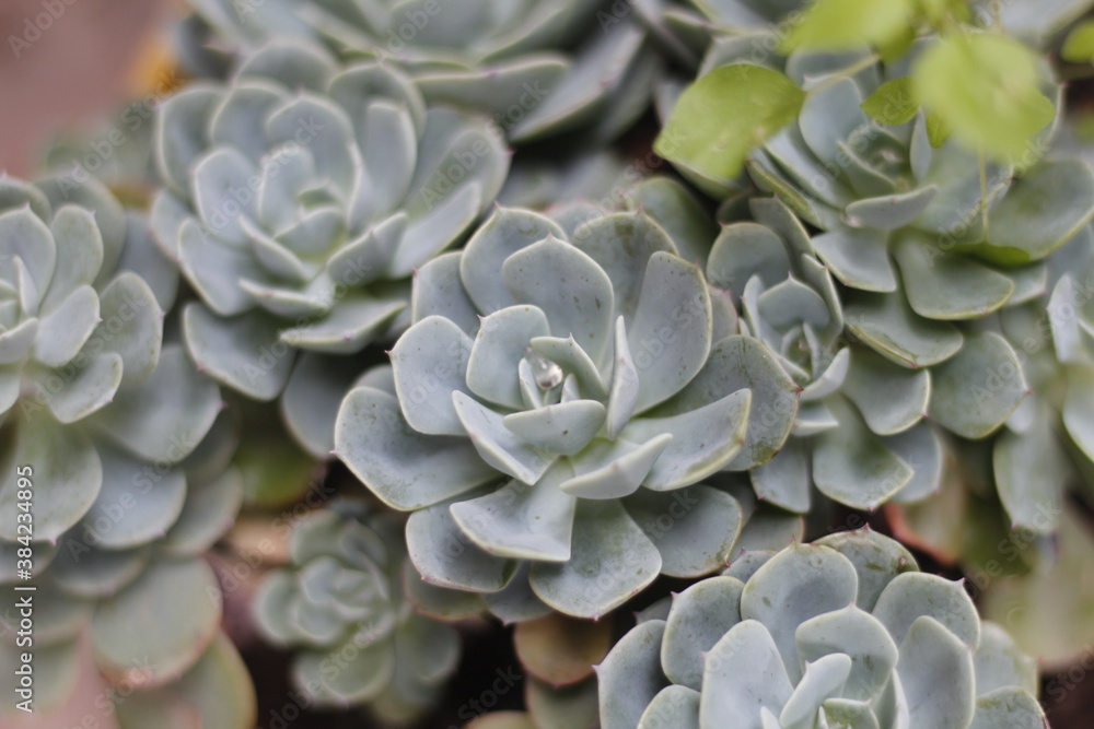 close up of plant close up of plant