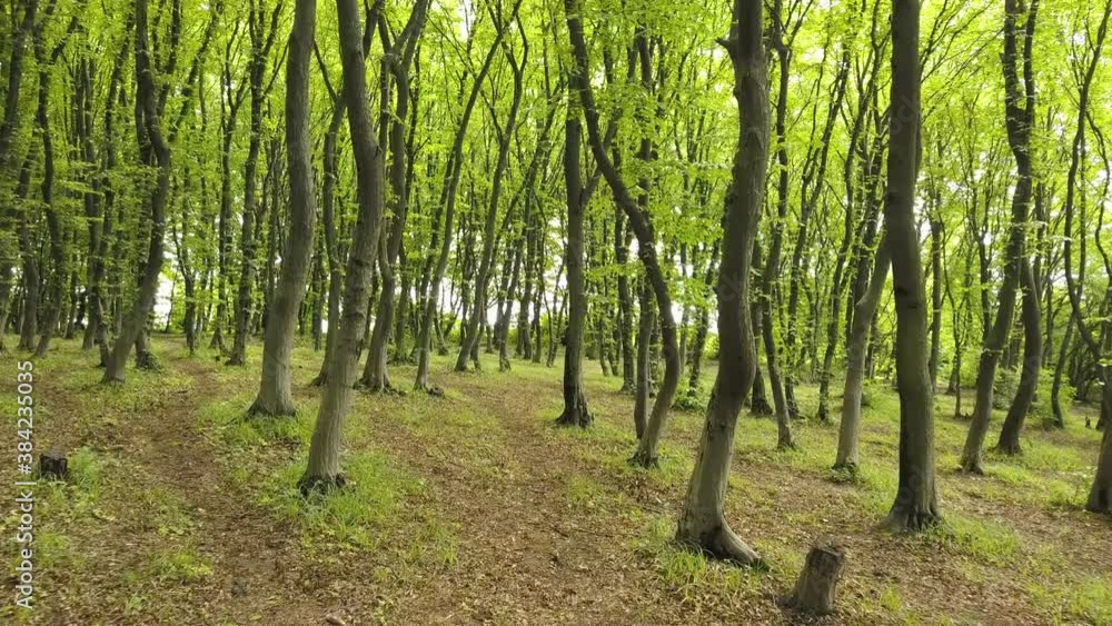 Dense green summer forest with many tall trees and morning sun light.
Dense green summer forest with many tall trees and morning sun light.