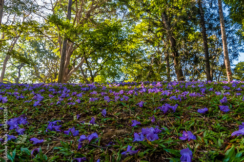 A view up a bank of violet flowers in the Botanical gardens at Peradeniya, Kandy, Sri Lanka, Asia photo