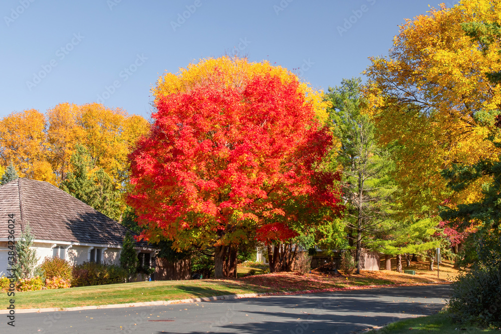 Naklejka premium Autumn scenes under sunny day 