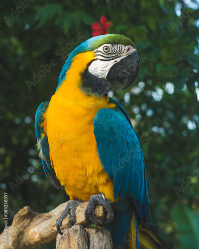 blue and gold macaw