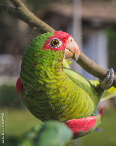 green winged macaw