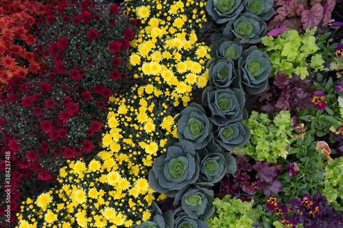 Rows of Chrysanthemums, Heuchera and Ornamental Cabbage