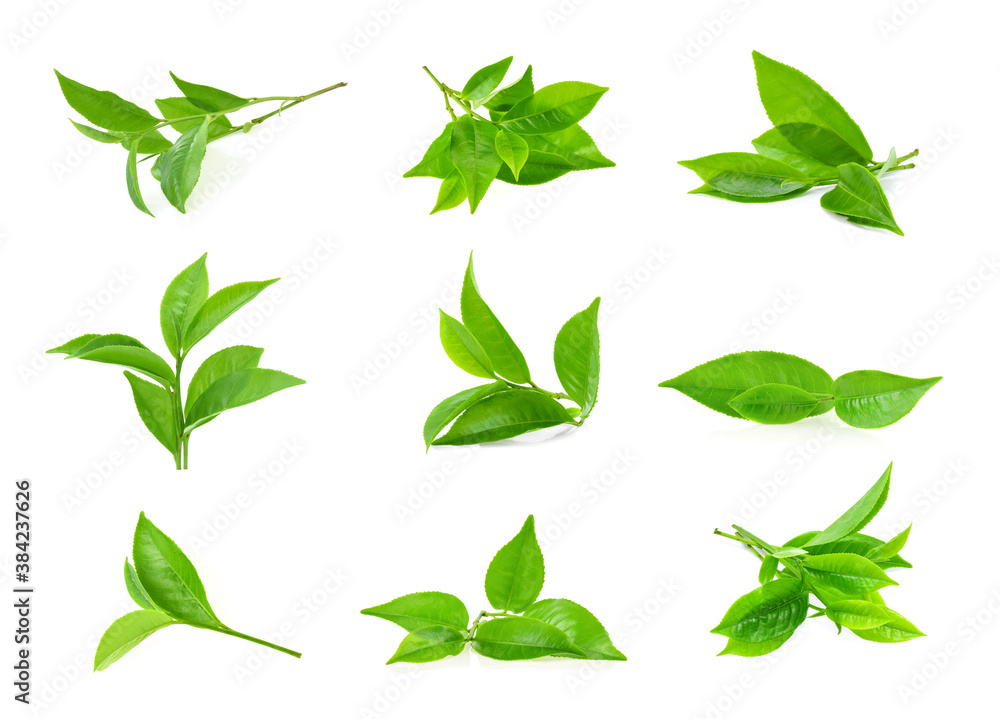 green tea leaf isolated on white background green tea leaf isolated on white background