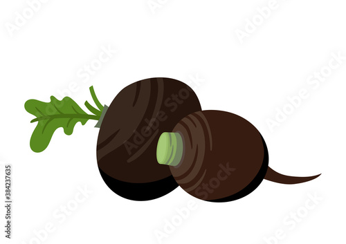 Vector colorful composition of black radishes isolated on white.