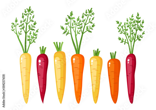 Bright vector collection of colorful carrots - yellow, orange, purple