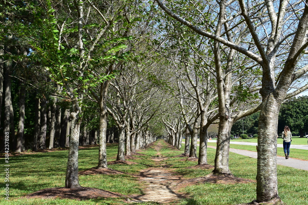 Obraz premium Cherry Blossom tree path in the park