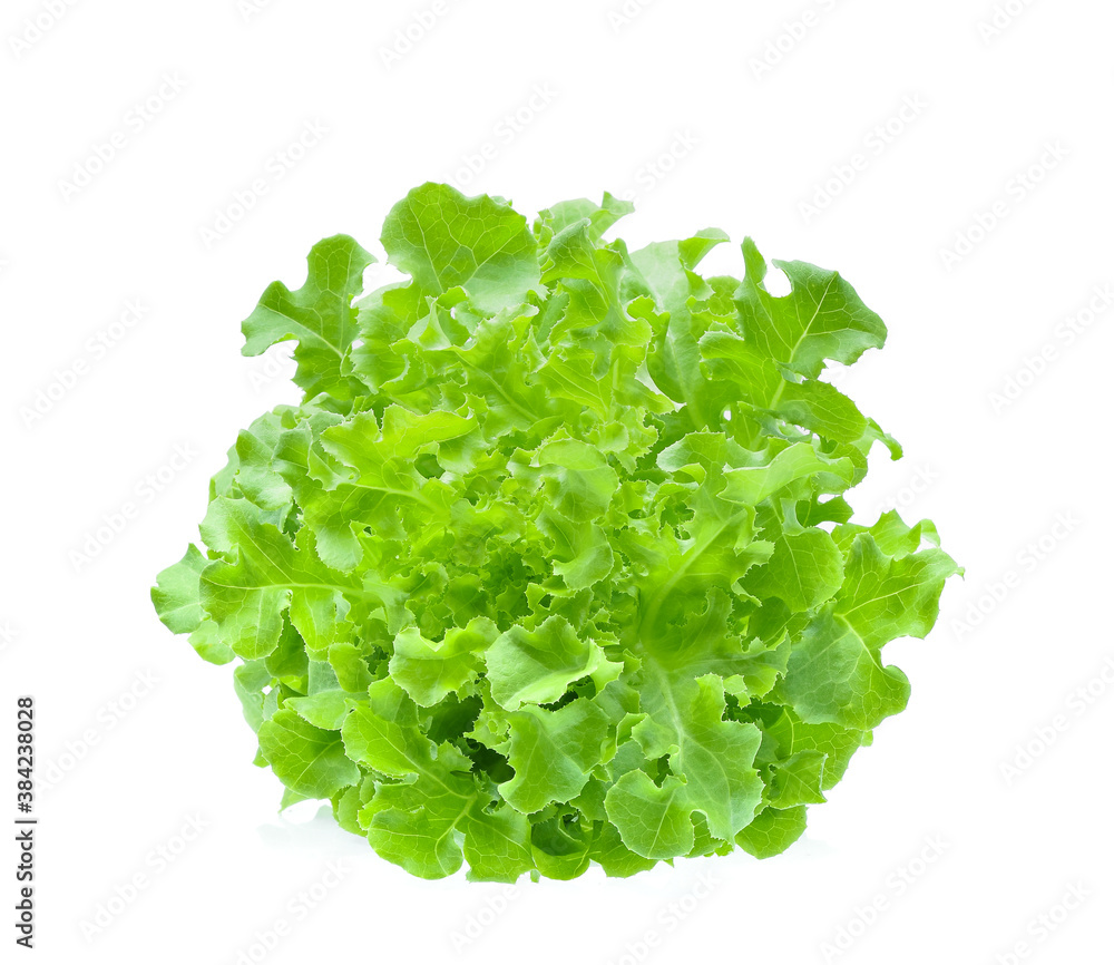 Green oak lettuce isolated on white background. Green oak lettuce isolated on white background.