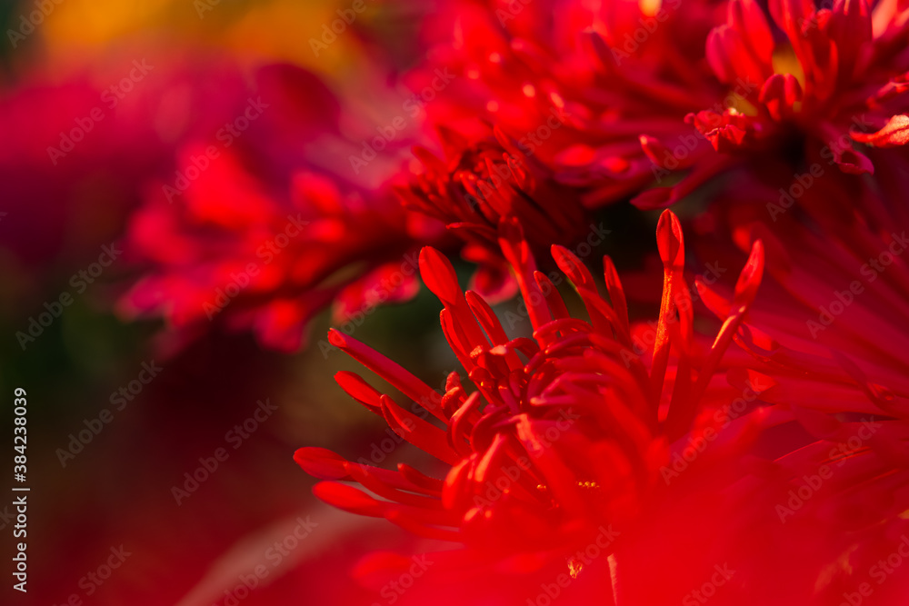 Background of red chrysanthemum flowers in soft focus. Beautiful bright chrysanthemums bloom in the autumn garden. Blurred background with copy space. Atmospheric autumn floral background. Background of red chrysanthemum flowers in soft focus. Beautiful bright chrysanthemums bloom in the autumn garden. Blurred background with copy space. Atmospheric autumn floral background.