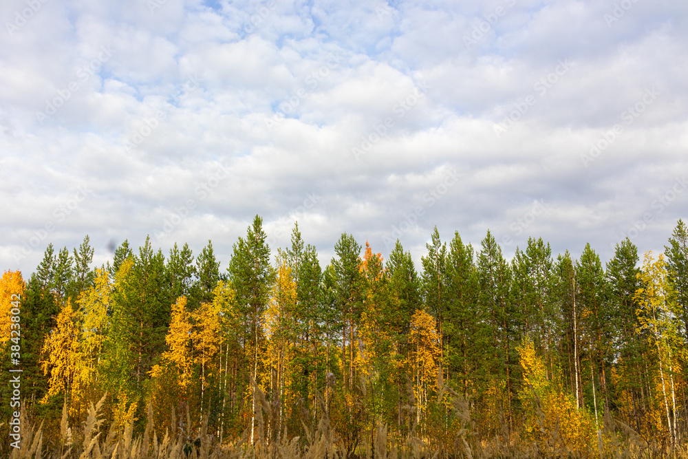autumn landscape with multi-colored trees with green,yellow leaves, coniferous trees in the forest,Park,taiga against the blue sky
