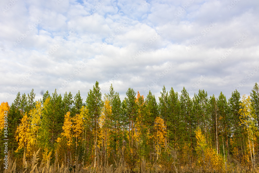 autumn landscape with multi-colored trees with green,yellow leaves, coniferous trees in the forest,Park,taiga against the blue sky
autumn landscape with multi-colored trees with green,yellow leaves, coniferous trees in the forest,Park,taiga against the blue sky