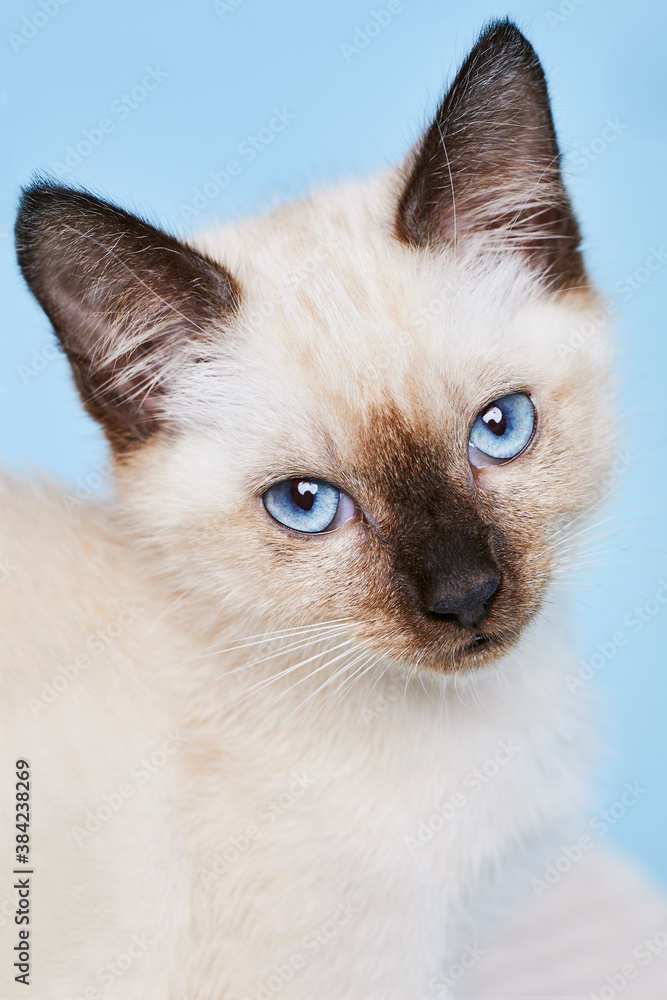 portrait d'un chaton de race siamois  thai couleur seal point  sur fond bleu de studio 