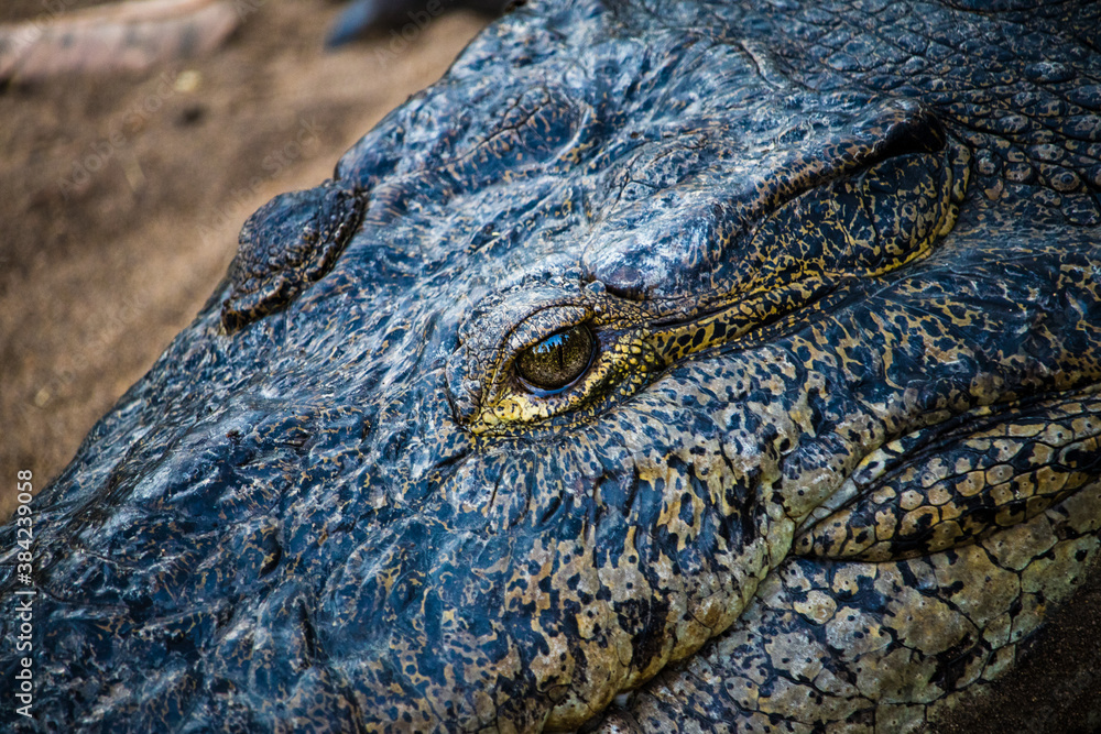 Fototapeta premium Cocodrilo en reserva natural laguna Ventanilla, Mazunte Mexico