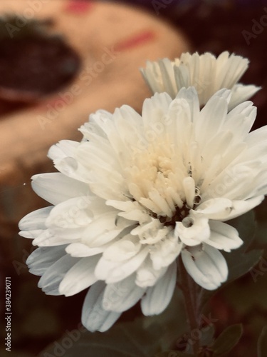 Fototapeta Naklejka Na Ścianę i Meble -  chrysanthemum in a vase