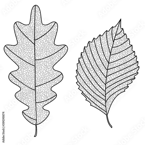 Vector Collection of Leaf Silhouettes with thin veins. Oak and elm leaves. Leaves sketch.