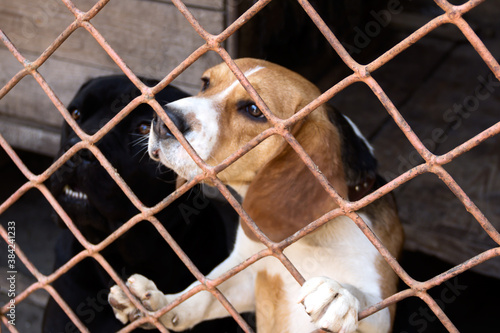 Two thoroughbred dogs beagle and cane corso in a cage at a shelter. A photo.