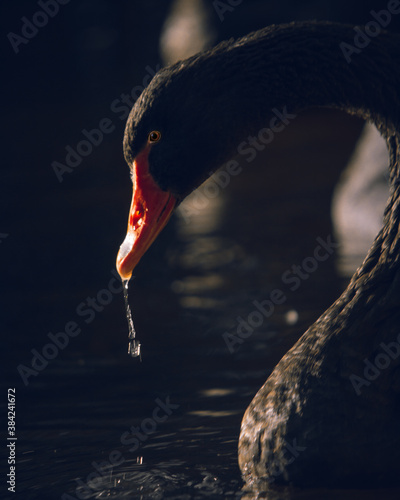 swan on the water