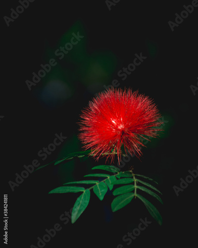 red and white flower