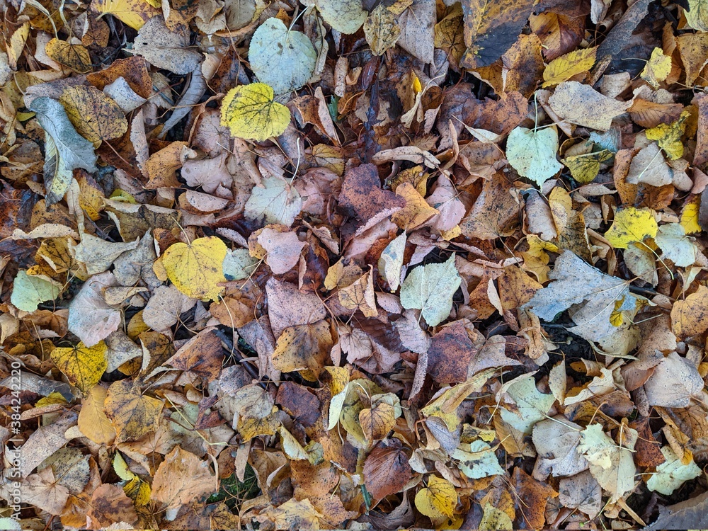colorful background of fallen autumn leaves photo