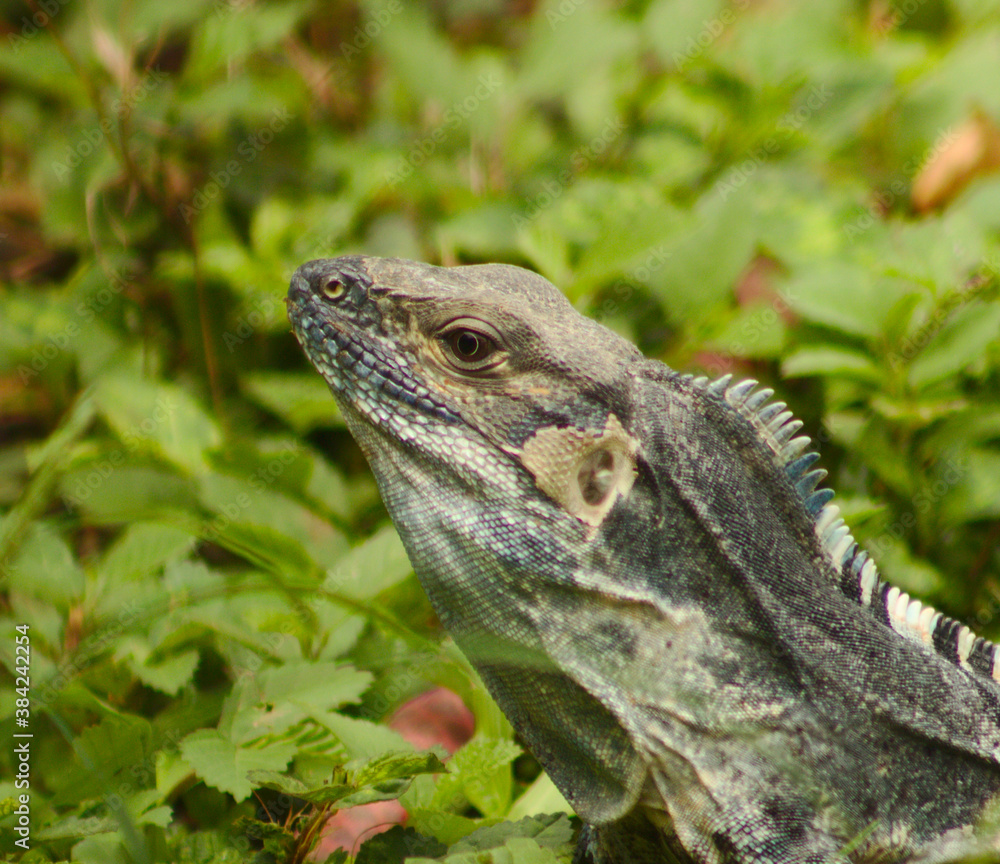 Obraz premium La iguana rayada (Garrobo)