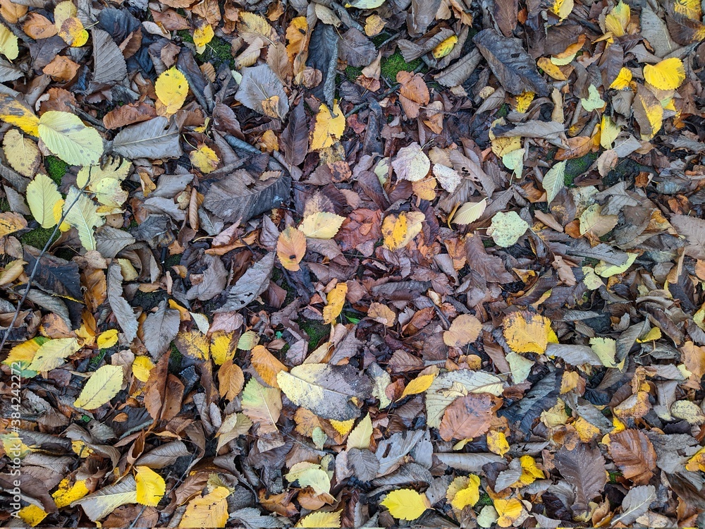 colorful background of fallen autumn leaves photo colorful background of fallen autumn leaves photo