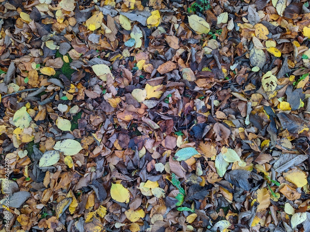 colorful background of fallen autumn leaves photo colorful background of fallen autumn leaves photo