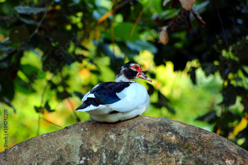 Pato en descanso