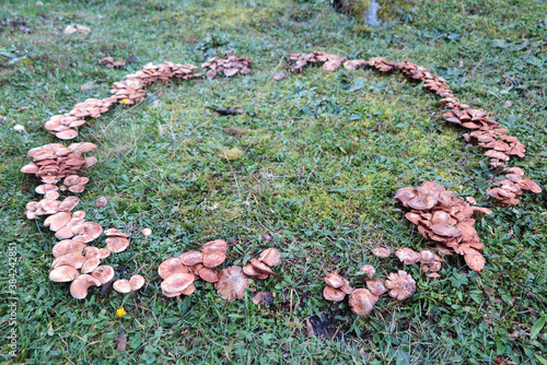 Hexenring - Feenring - Fairy ring photo