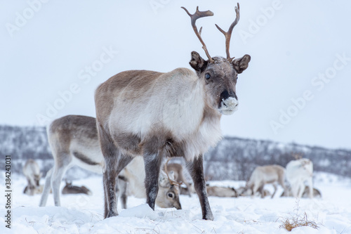 Rena na Noruega no inverno.