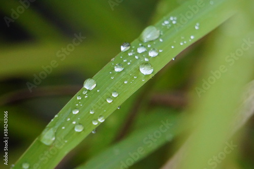 Rain droplets on green grass beautiful high quality photo background