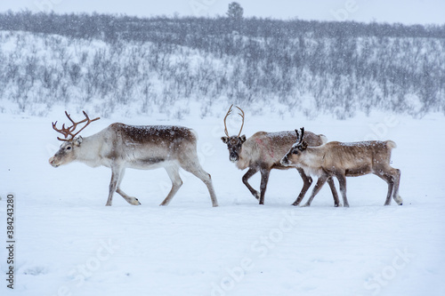 Criação de renas ao Norte Noruega já no Circulo Polar Ártico. Rebanho de renas dos Samis na Noruega em Karasjok
