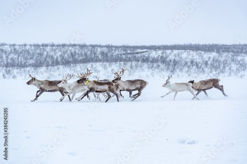 Fototapeta Naklejka Na Ścianę i Meble -  Criação de renas ao Norte Noruega já no Circulo Polar Ártico. Rebanho de renas dos Samis na Noruega em Karasjok